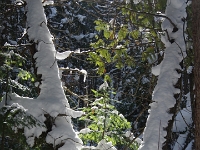 73821 - A lovely Sunday afternoon walk with Beth at the George Langman Sanctuary   Each New Day A Miracle  [  Understanding the Bible   |   Poetry   |   Story  ]- by Pete Rhebergen